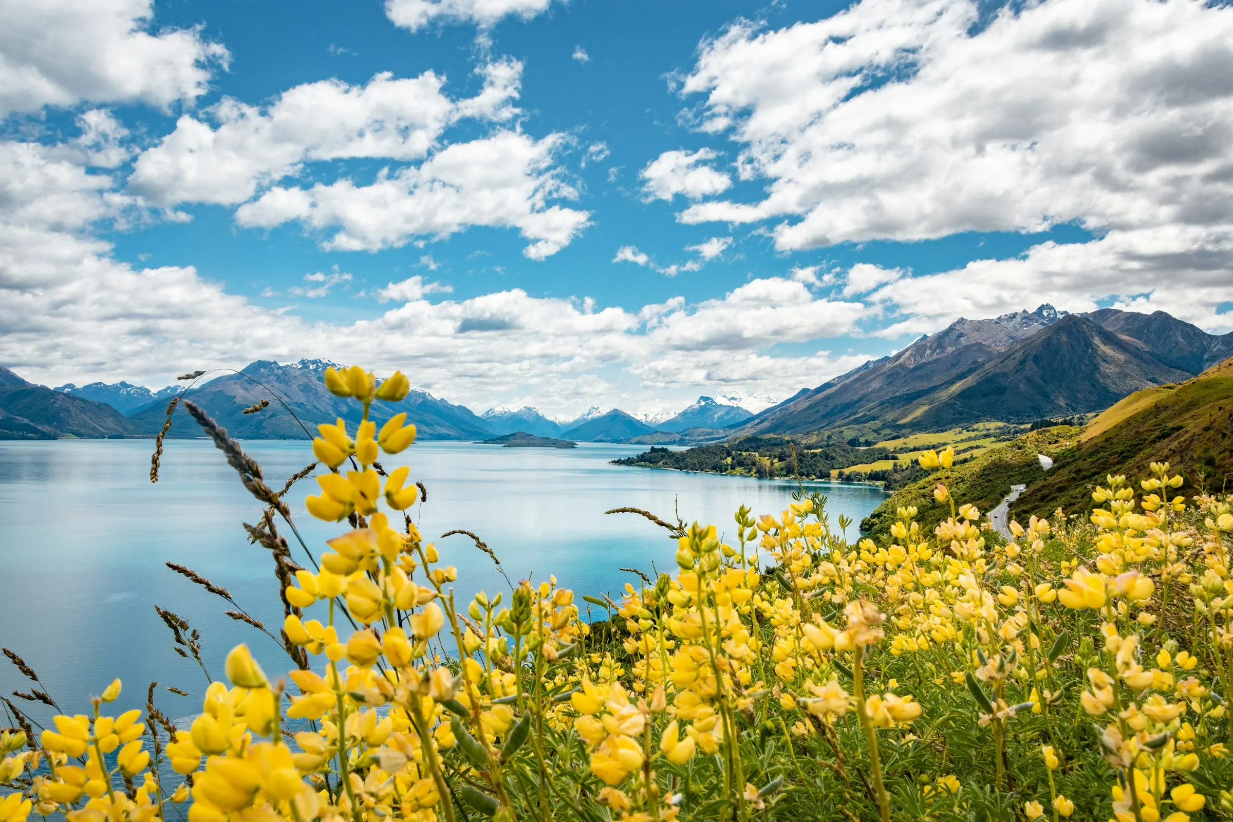 Lake Wakatipu at Queenstown on a sunny day, with mountains behind and yellow flowers in the foreground