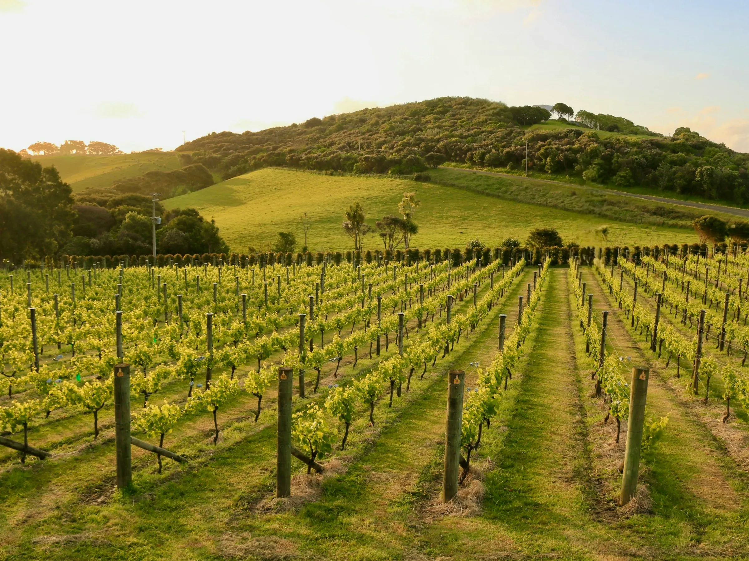 Rows of vines in a vineyard on Waiheke Island on a sunny day