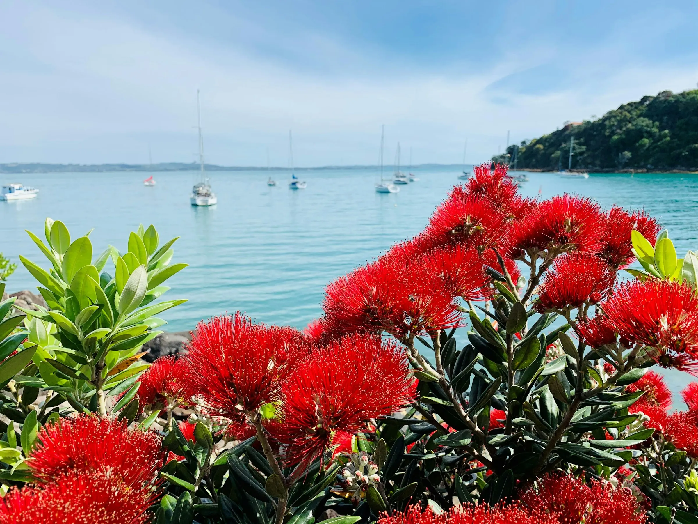 Red pōhutukawa blossom above a Waiheke Island bay with boats on the water